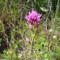 purple owls clover